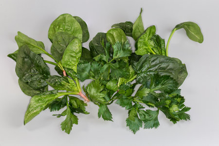 Stems of fresh spinach and celery with dark green leavesの写真素材