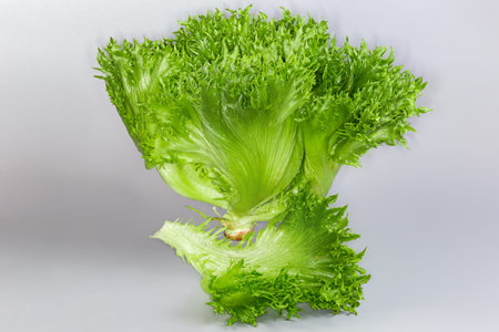 Whole head and separate leaf of green leaf lettuce, species of Frisee salad, as an curly endive...