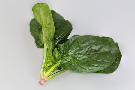 Stem of freshly harvested washed spinach with root and dark green leaves on a gray backgroundの写真素材