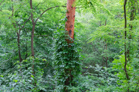 Trunk of the old pine overgrown with climbing plants among the other deciduous trees and bushes in the forest thickets in shadow in summerの写真素材