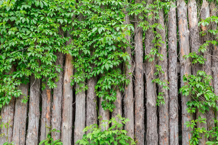 Part of stockade made with dry logs and partially overgrown with woven stems of climbing plants with green leaves and young shoots in spring overcast dayの写真素材