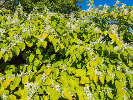 Bushes of the blooming Reynoutria japonica, or Asian knotweed with inflorescences of small white flowers in autumn sunny dayの写真素材