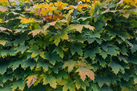 Densely growing branches of young ornamental maple with green and yellow autumn leaves in public...