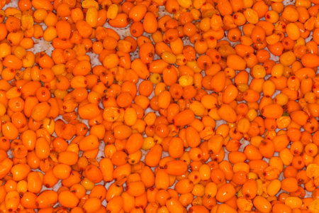 Freshly harvested ripe fruits of sea buckthorn scattered on the paper towel for their drying, top...