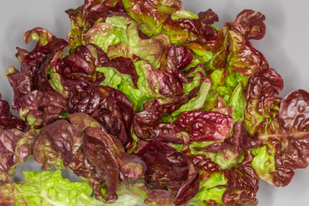 Leaves of fresh red butter lettuce close-up on a gray background,