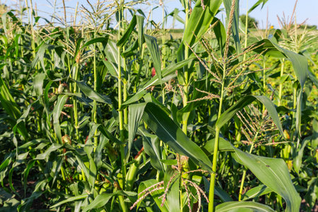 Corn plants with unripe green cobs with corn stigmas on a field in sunny day, fragment close-up
