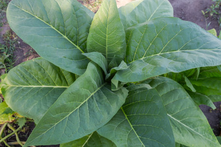 Big green leaves of the young plant on stem top on a field at summer sunny morning, top view close-up on a blurred background of the soilの写真素材