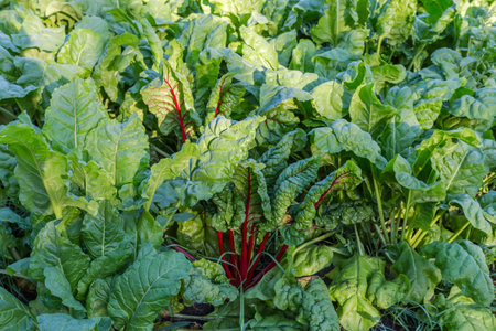 Leaves of the red beetroots among the tops of other beets, covered with dew drops on a field in...