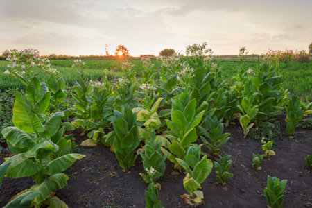 Planting of the blooming tobacco of species Nicotiana tabacum with flowers inflorescences on stem tops on a field in sunny evening at sunset backlitの写真素材