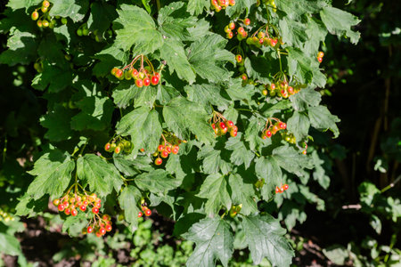 Branches of the viburnum with bunches of green and red unripe berries in summer sunny day, fragment...