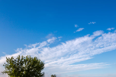 Section of the blue sky with few inclined stripes of cirrus clouds above the trees at bottom in...