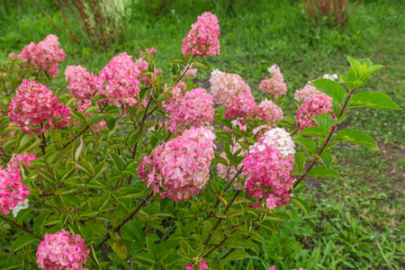 Bush of the young cultivated hortensia with panicles of pink flowers covered with water drops after...