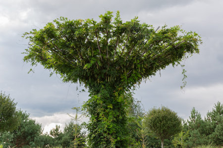 Thickets of climbing plants with green leaves and unripe hanging pods creeping on a decorative round...