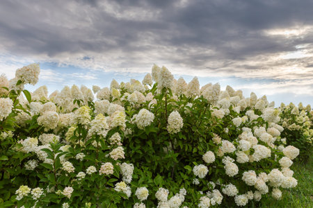 Planting of bushes of the young cultivated hortensia with panicles of white flowers against the...