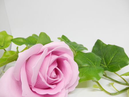 Rose and Ivy's frame Background Textureの写真素材