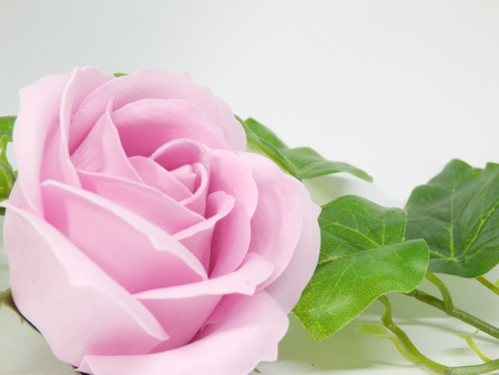 Rose and Ivy's frame Background Textureの写真素材