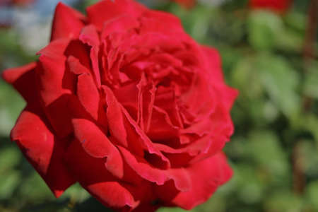 Red Roses flowersの写真素材