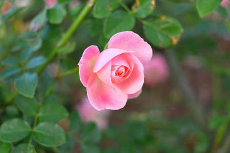 Pink Rosesの写真素材