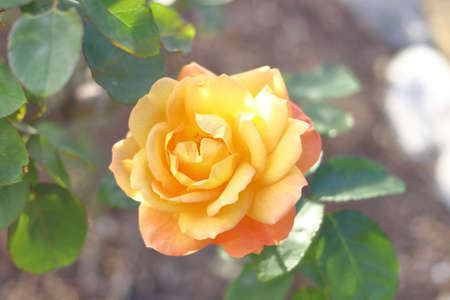 Yellow Rosesの写真素材