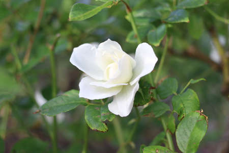 The white roseの写真素材