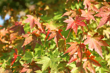 The leaves of the autumn leaves (momiji) which are changed to redの写真素材