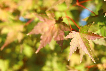 The leaves of the autumn leaves (momiji) which are changed to redの写真素材