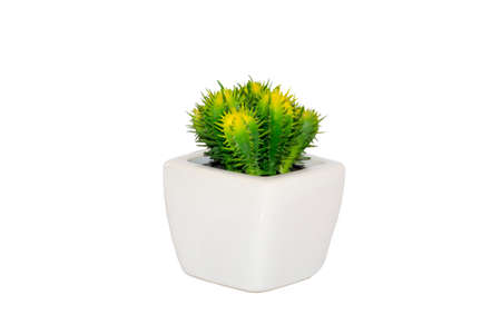 Cactus in Pot isolated on white backgroundの写真素材