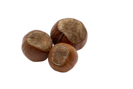 Hazelnut. Hazelnuts isolated on white. Three hazelnuts. Healthy hazelnuts.