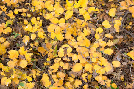 Background of autumn yellow leavesの写真素材