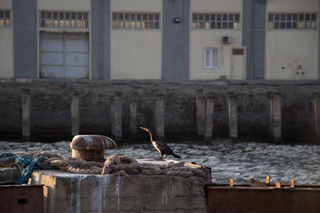 Great Cormorant at sea port. Lumpy sea