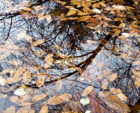 The falling autumn leaves laying on the surface and laying under water.