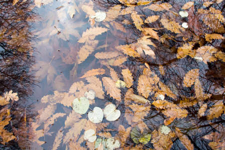 The falling autumn leaves laying on the surface and laying under water.