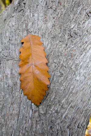Autumn leaf on a bark of a tree