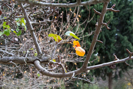 Green and yellow autumn leaves on tree branch