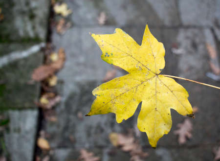 Yellow maple leaf on autumn blury background