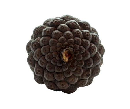 Brown pine cone isolated on white background