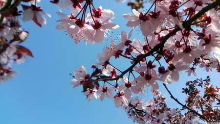 Beautiful blooming tree with flowers in full bloom