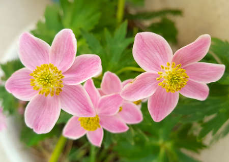 Close-up pink flowers in garden. Spring flowers