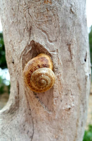 Close up of a brown shell snail on tree barkの写真素材