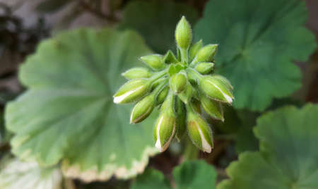 Blossoming white geranium flowers in garden close upの写真素材