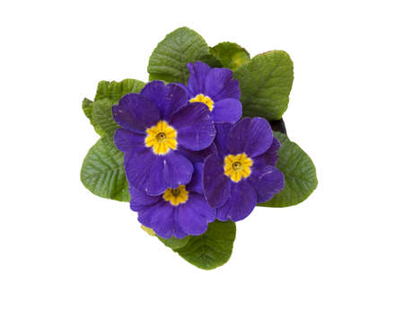 Purple primrose, isolated photo on the white backgroundの写真素材