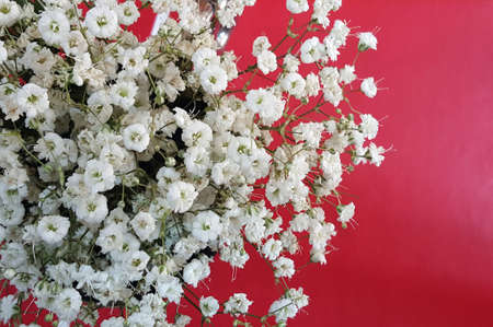 Gypsophila white flowers frame on red backgroundの写真素材