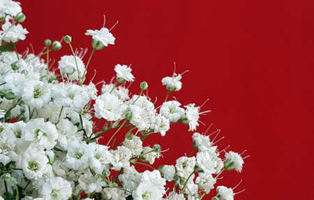 Gypsophila white flowers frame on red backgroundの写真素材