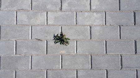 Urban stone paving stones. Texture, side view.