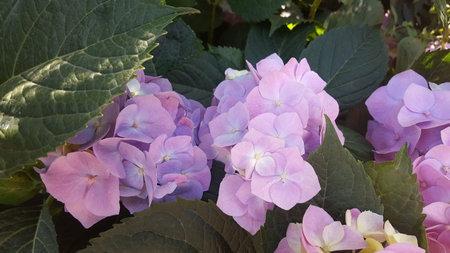 Blooming hydrangea flowers at the garden with green leavesの写真素材