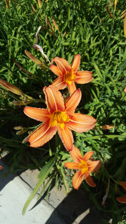 Beautiful daylily flowers blossom in the gardenの写真素材