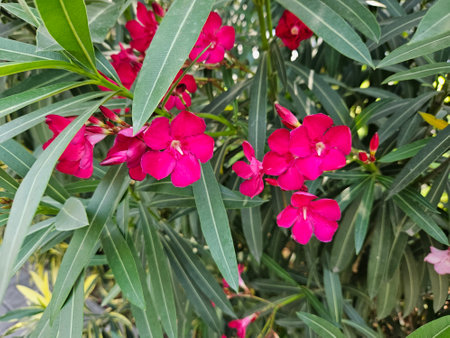 Close-up of blossoming of oleander in the fieldsの写真素材