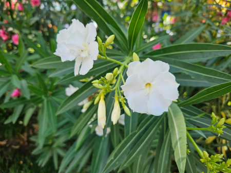 Close-up of blossoming of oleander in the fieldsの写真素材