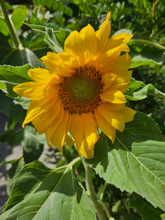 Beautiful yellow sunflower during summerの写真素材