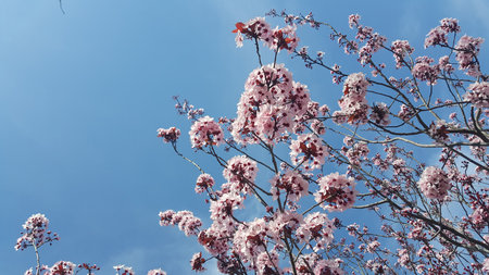 Beautiful blooming tree with flowers in full bloomの写真素材